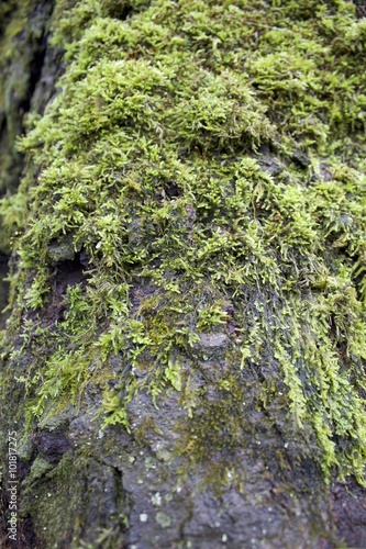 Moss on a tree