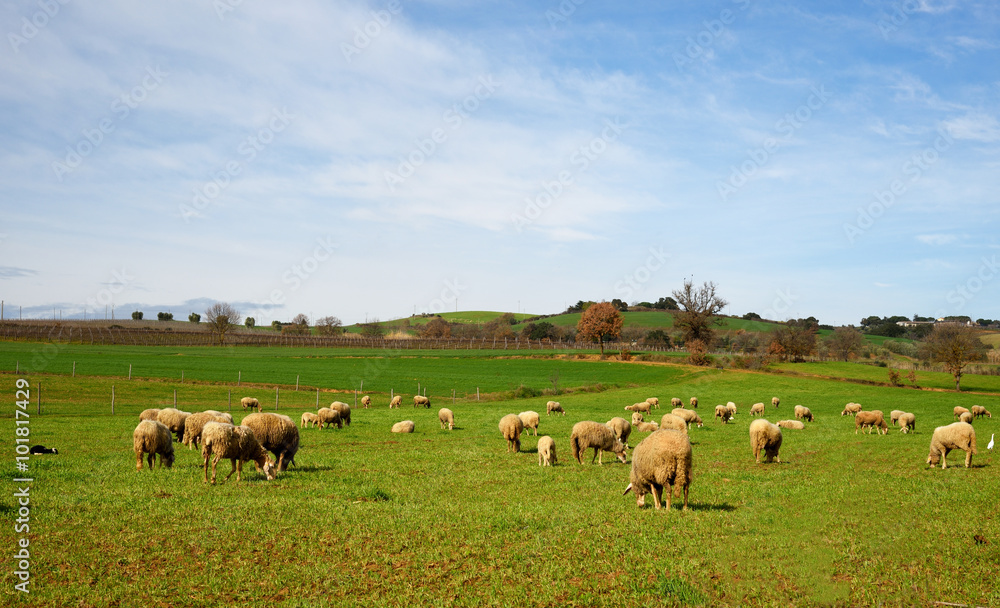 panorama di campagna con gregge di pecore
