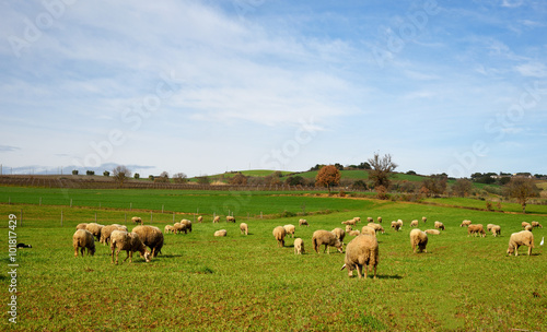 panorama di campagna con gregge di pecore