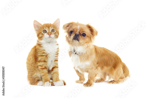 Wallpaper Mural puppy and kitten Torontodigital.ca