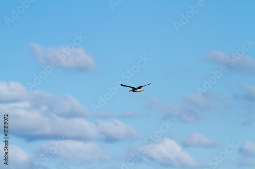 flying gulls