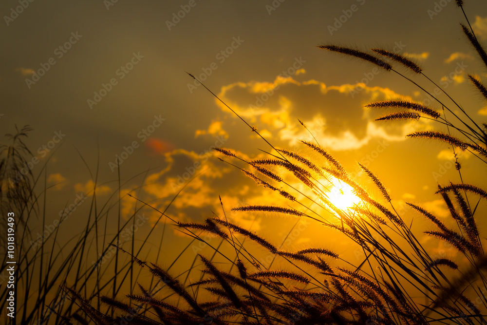 Fountain Grass flower on sunset with cloudy sky background Fountain Grass flower on sunset with cloudy sky background