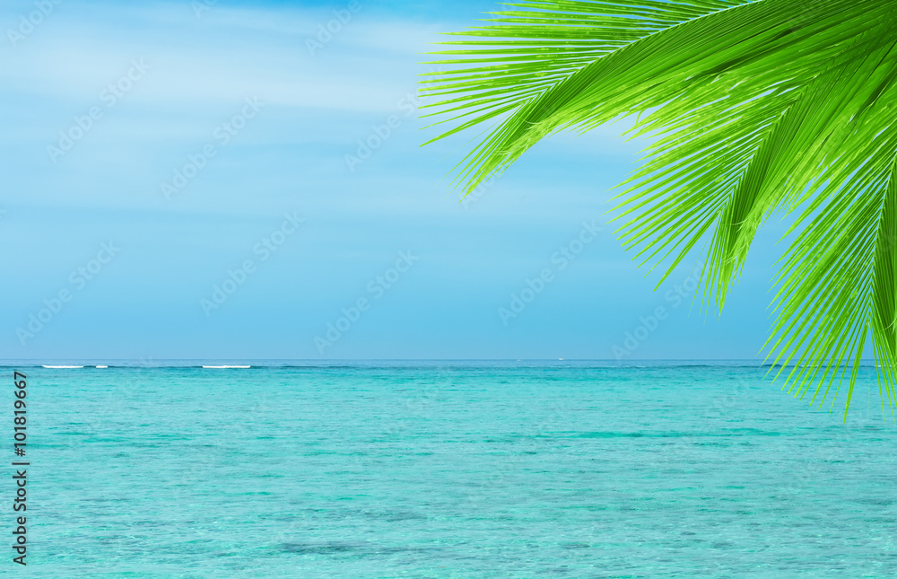 Palm tree leaf on a blue ocean background. 