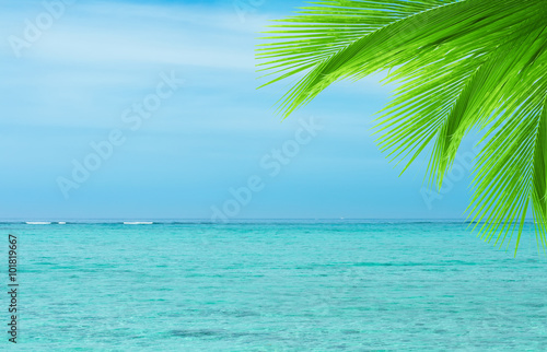 Fototapeta Naklejka Na Ścianę i Meble -  Palm tree leaf on a blue ocean background. 