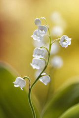 Acrylglasbilder Maiglöckchen Maiglöckchen Blüte zwischen frischen Blättern  © Mandy Disher