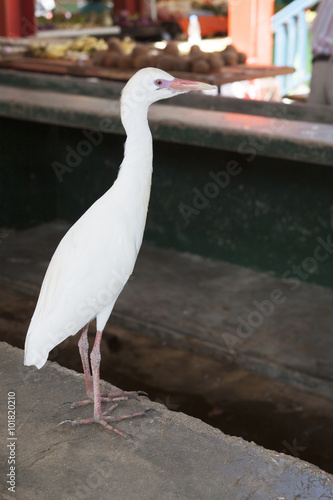 Ein Reiher steht auf einer Verkaufstehke auf dem lebhafte Fischmarkt  Sir Selwyn Clarke Markt an der Market Street, Victoria,  Insel Mahe, Seychellen, indischer Ozean, Afrika photo