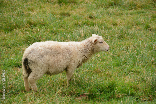 oveja en un prado verde