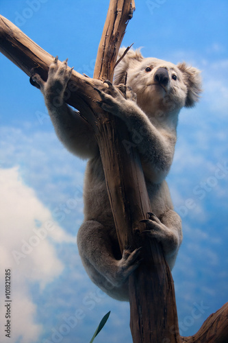koala photo