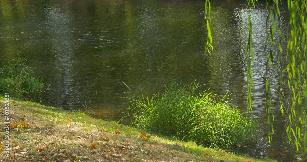 Small Shallow River Water Flows Rippling Water Willow Branches Fresh Green Leaves River Bank Green Bushes Sunny Outdoors Small Shallow River Water Flows Rippling Water Willow Branches Fresh Green Leaves River Bank Green Bushes Sunny Outdoors