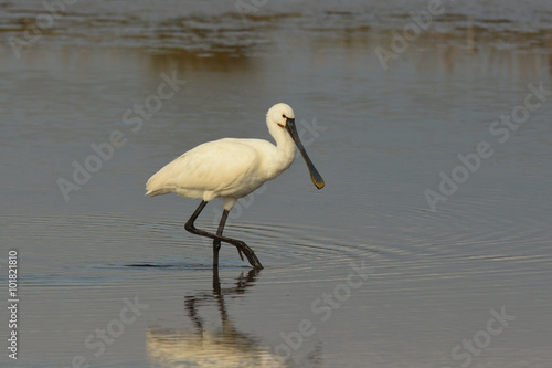 Quadro su tela spatola (Platalea leucorodia) nello stagno