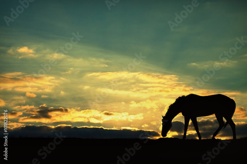 silhouette of a horse grazing in the sunset sky background © tillottama