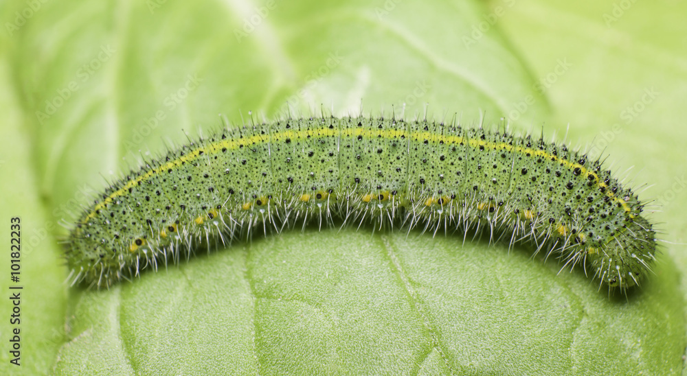 Fototapeta premium green caterpillar on green leaf,pest eating leaf