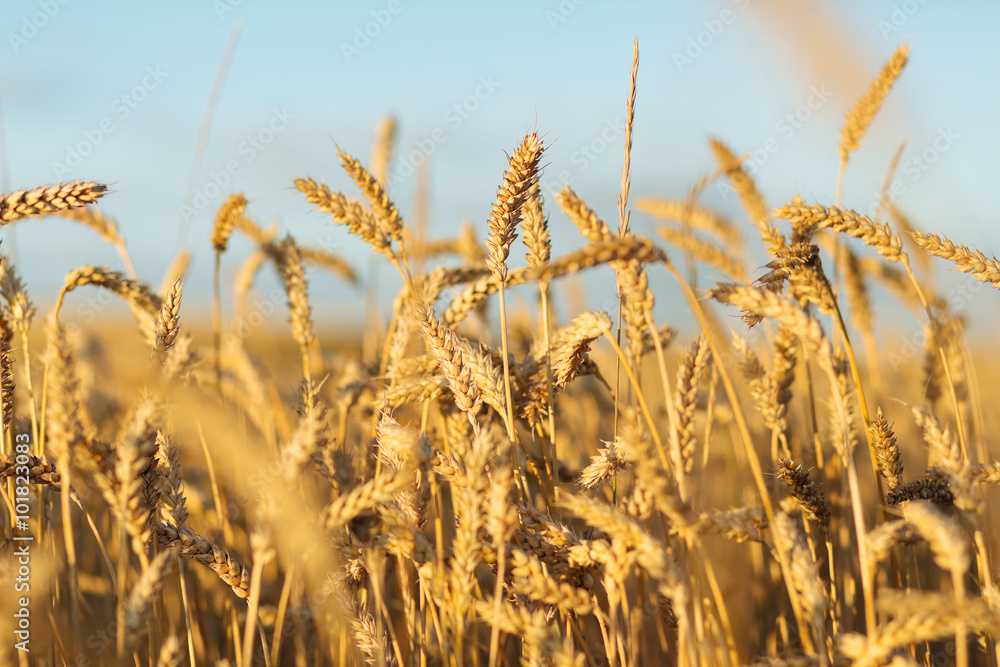 Obraz premium Golden ripe wheat field background, copy space