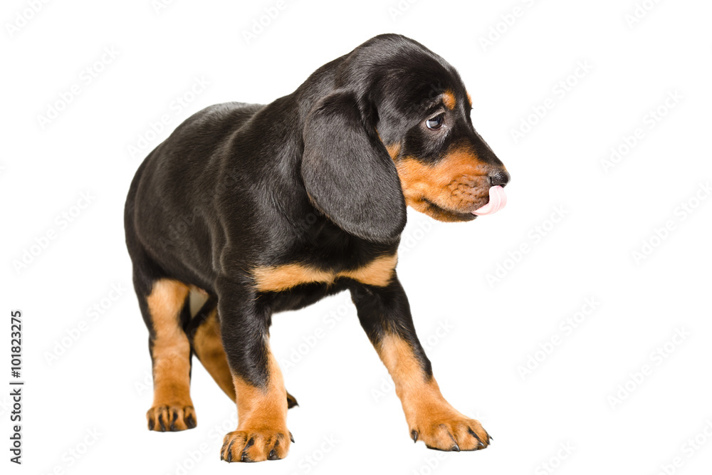 Cute puppy breed Slovakian Hound licking his nose
