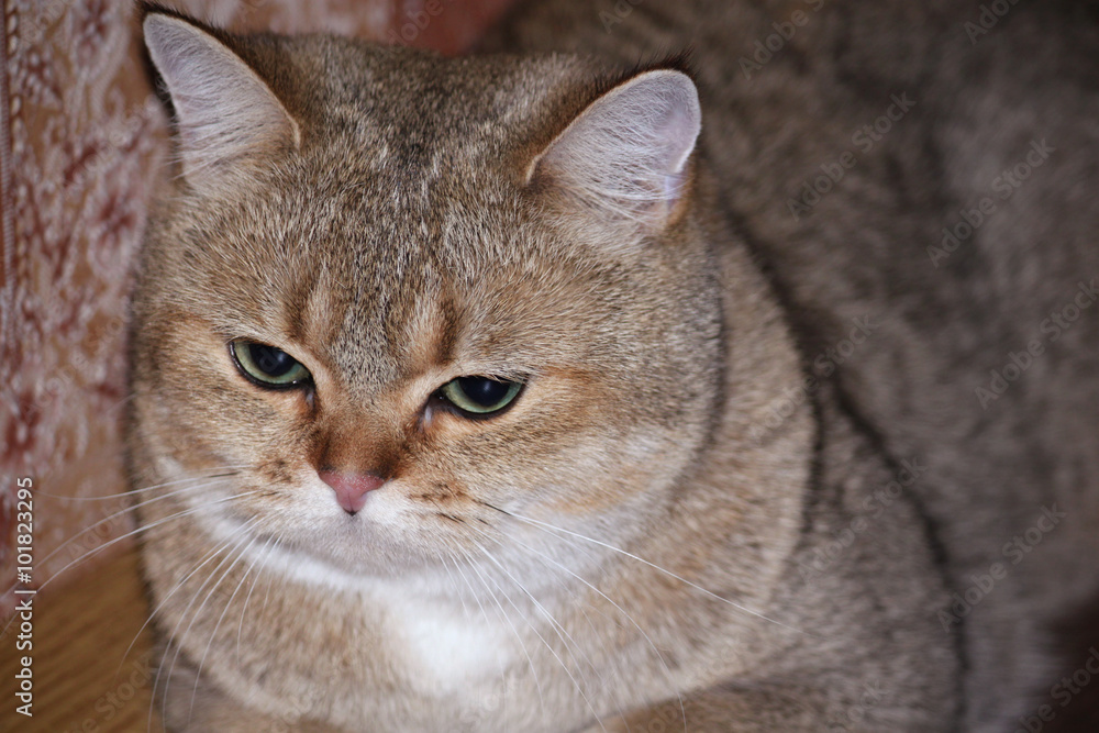Cat chinchilla sitting with sad eyes