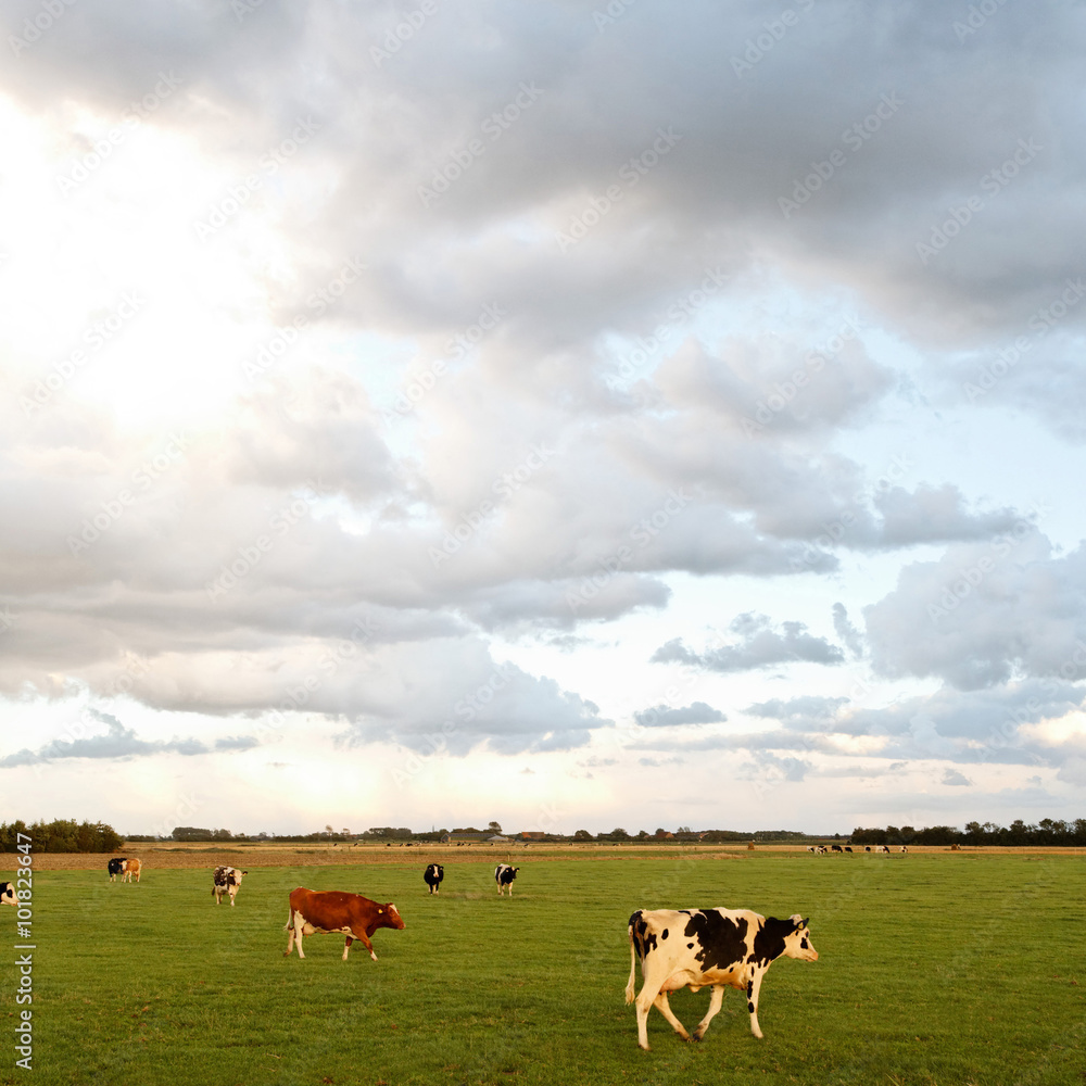 Dutch cow walking in the meadow in the evening sun Dutch cow walking in the meadow in the evening sun