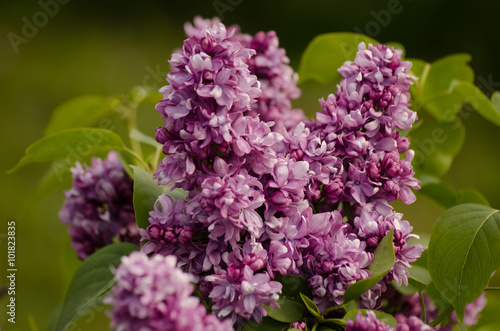 Lilac on the green bachground