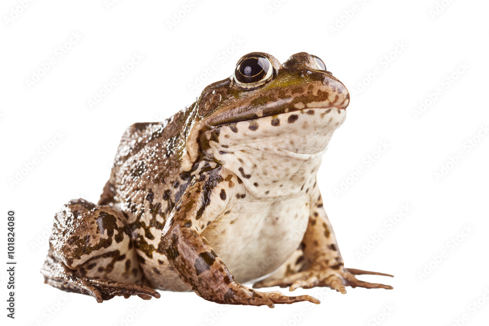Frog Frog