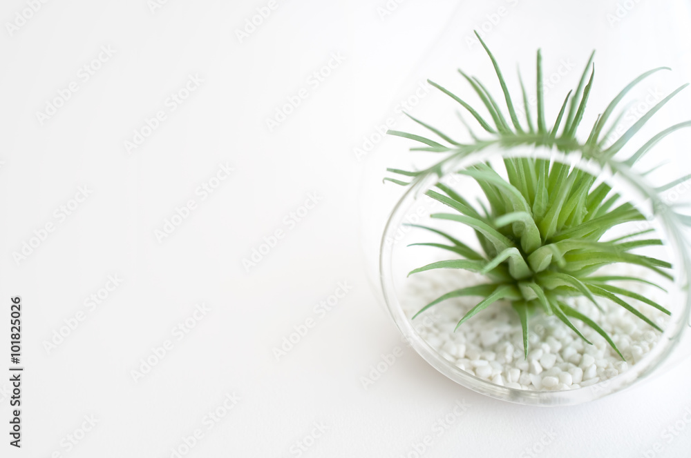 ハンギングテラリウム エアプランツフェイク Stock Photo Adobe Stock ハンギングテラリウム エアプランツフェイク Stock Photo Adobe Stock