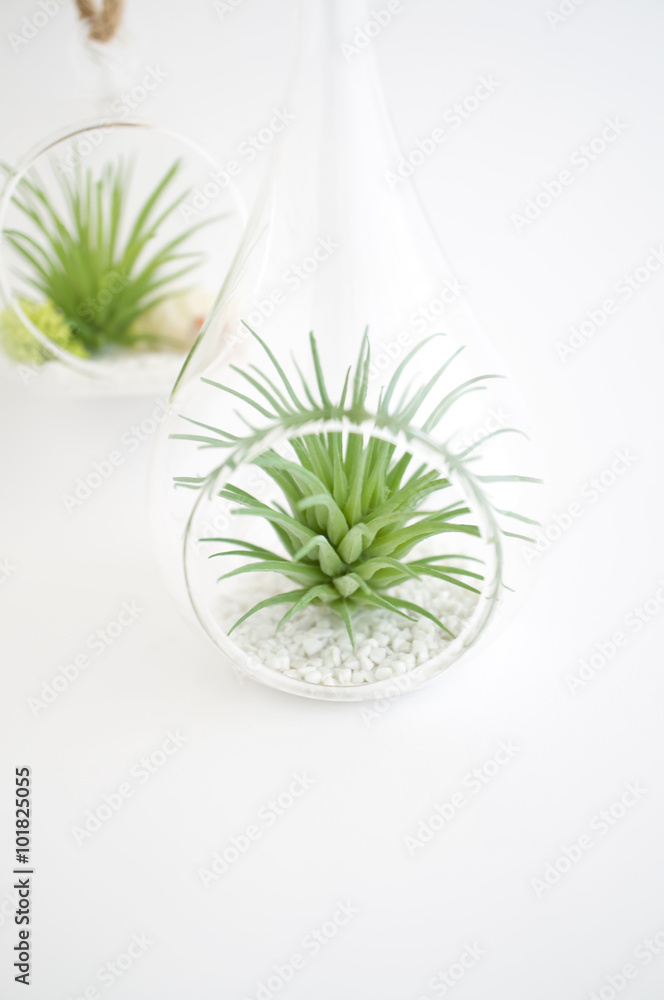 ハンギングテラリウム エアプランツフェイク Stock Photo Adobe Stock