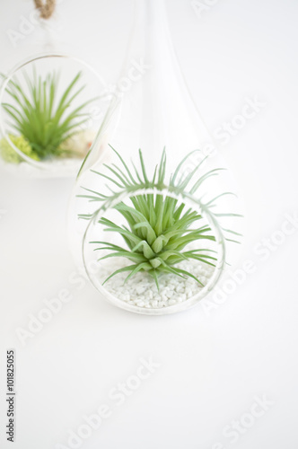 ハンギングテラリウム エアプランツフェイク Stock Photo Adobe Stock ハンギングテラリウム エアプランツフェイク Stock Photo Adobe Stock