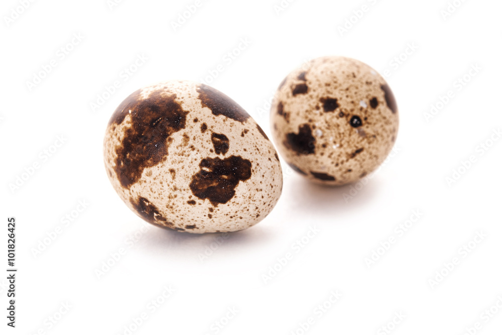 quail eggs quail eggs