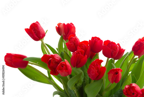 Fototapeta Naklejka Na Ścianę i Meble -  fresh red tulip flowers