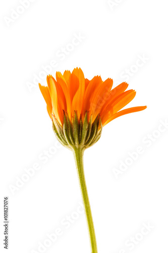 calendula isolated