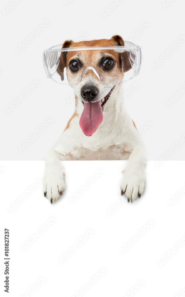 Happy smile dog pup jack russell terrier in goggles peeking out over the white paper banner poster sign blank empty copyspace for your information ad text logo. White poster, grey background