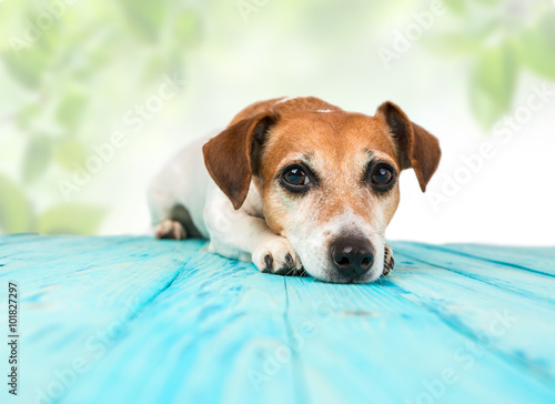 Fototapeta Naklejka Na Ścianę i Meble -  Peaceful, soothing relaxed dog is lying on a blue floor. Natural fresh green background