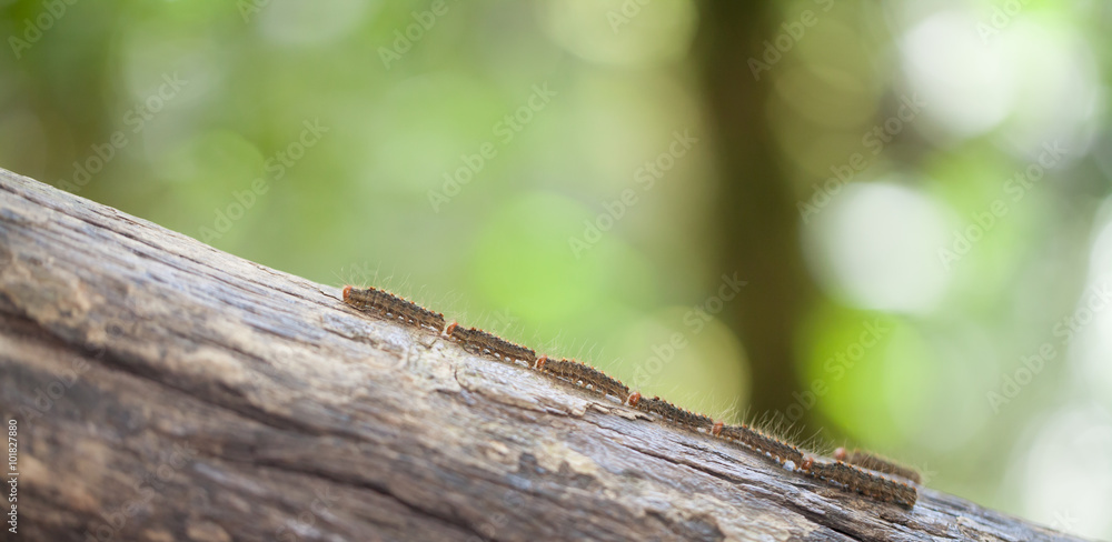 Caterpillar train slow moving in the nature Caterpillar train slow moving in the nature