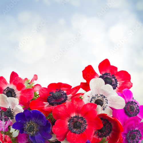 Fototapeta anemone flowers on blue