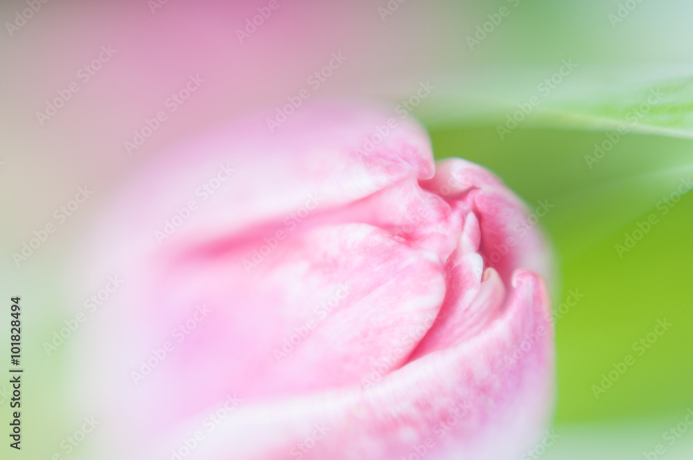 blurred abstract background of a soft pink tulip