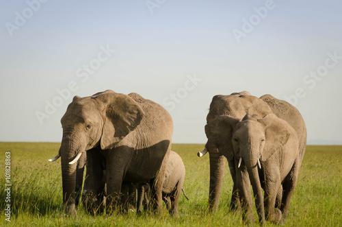African Elephants with babies in Masai Mara, Kenya, Africa