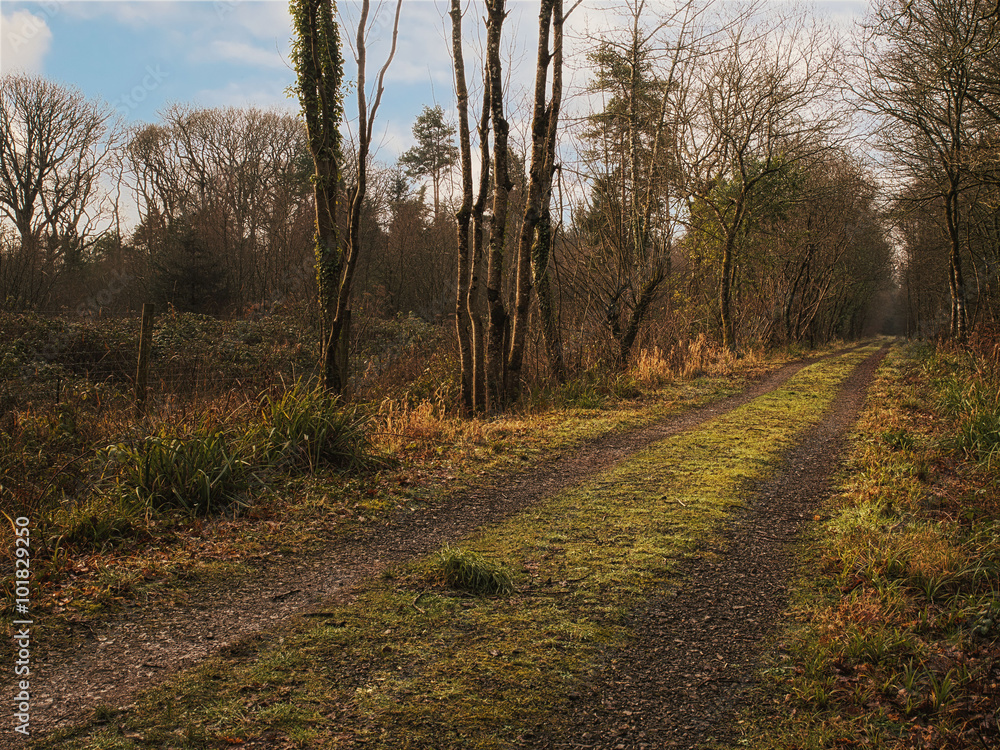 Old road in a forest.