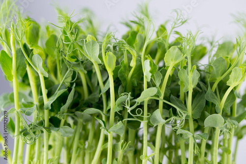 Organic pea sprouts in white backround.