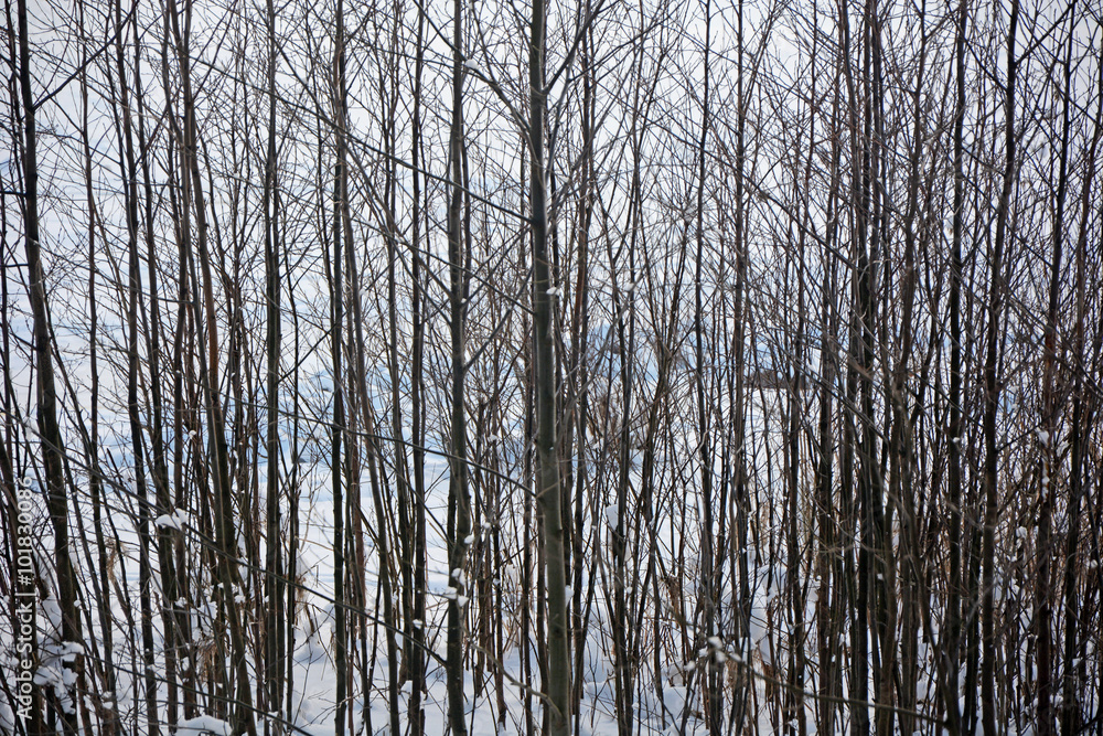 Winter forest-winter scene,background Winter forest-winter scene,background