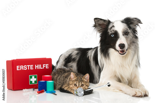 Fototapeta Naklejka Na Ścianę i Meble -  Erste Hilfe bei Hund und Katze