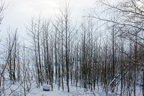 Winter forest-winter scene,background