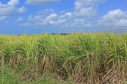 champ de canne à sucre