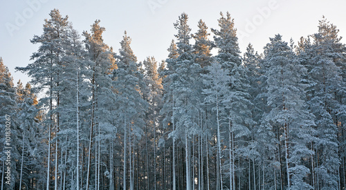 Winter forest with evergreen trees © kalichka