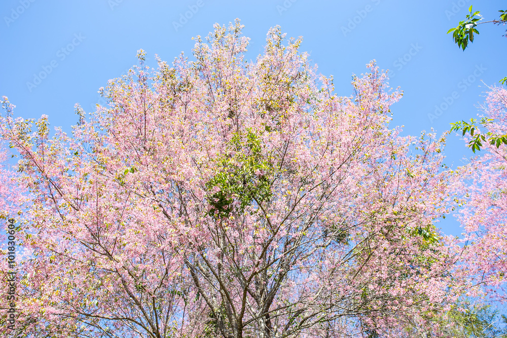 Pink sakura, Cherry blossom in Thailand.