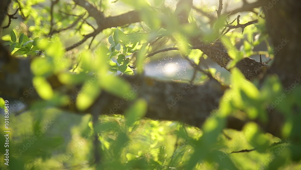 Natural rural spring or summer background. Tree branches swing with the wind at sunlight. Crimea, Russia. Natural rural spring or summer background. Tree branches swing with the wind at sunlight. Crimea, Russia.