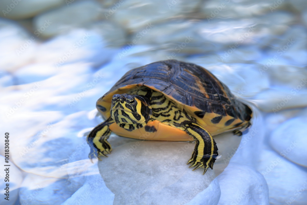 Fototapeta premium The yellow-bellied slider (Trachemys scripta scripta) in a water on a white stones.