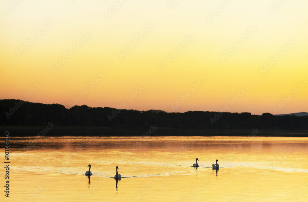 four mute swans swimming on the Danube river at sunset