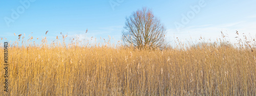 Shore of a lake below a blue cloudy sky in winter photo