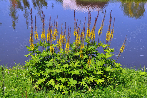 Blossoms Ligularia przewalskii