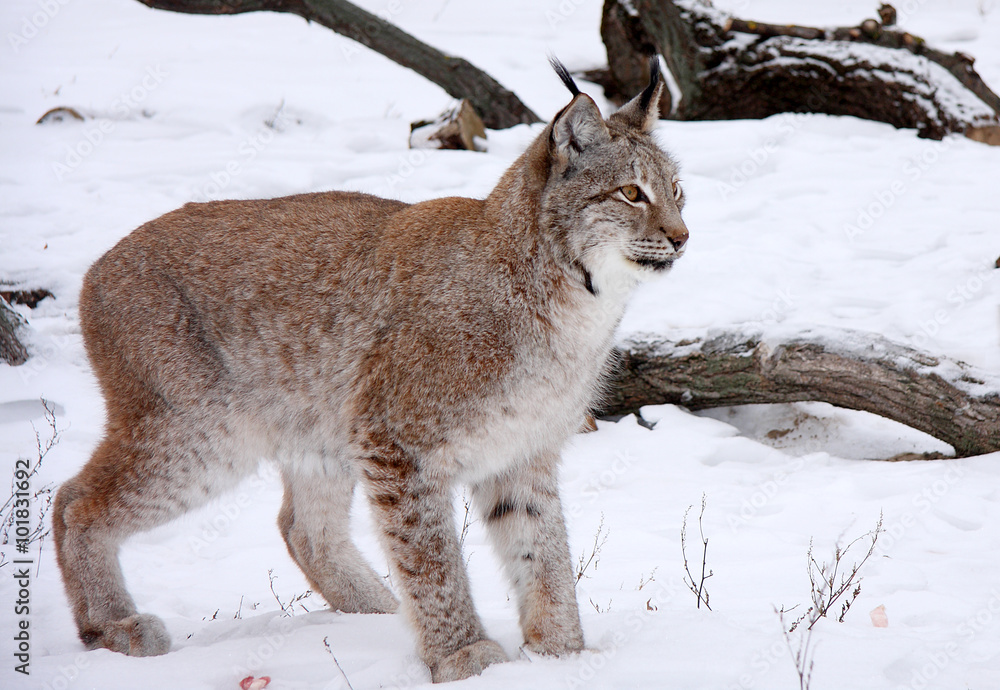 Fototapeta premium Lynx