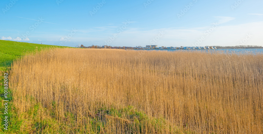 Shore of a lake below a blue cloudy sky in winter Shore of a lake below a blue cloudy sky in winter