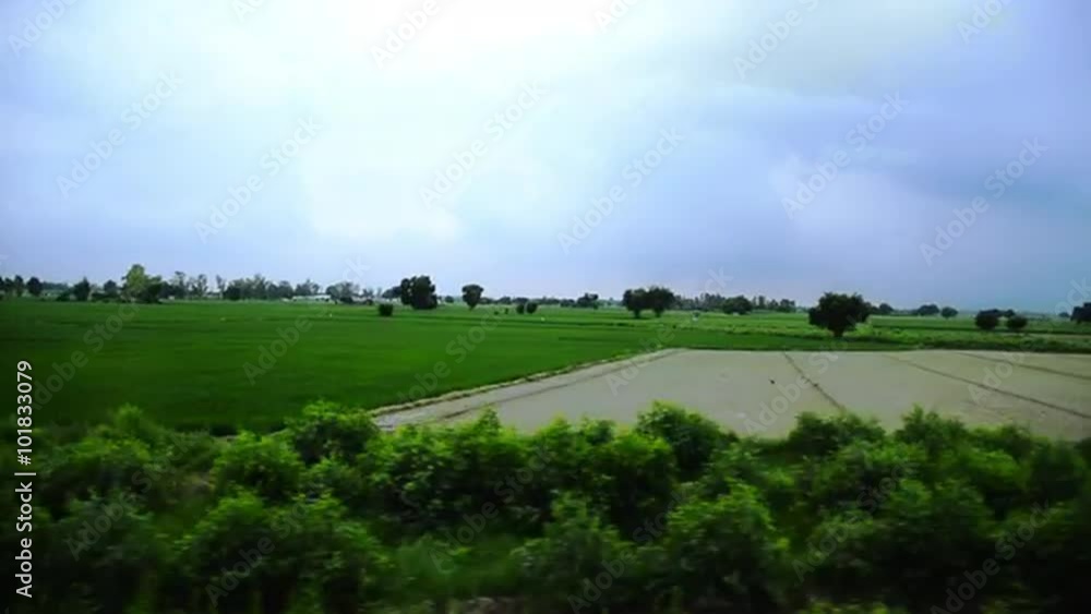 Tracking shot of agricultural fields, Amritsar, Punjab, India Tracking shot of agricultural fields, Amritsar, Punjab, India